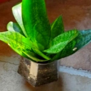 Snake plant
